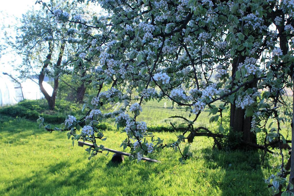 Gospodarstwo Agroturystyczne Powierzowka Lesna Exterior photo